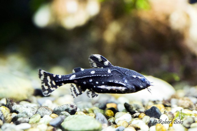 L-034 Ancistrus Ranunculus