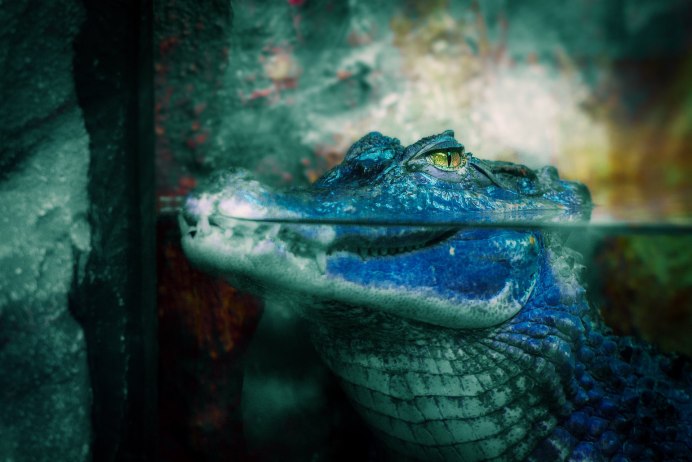 Синий крокодил