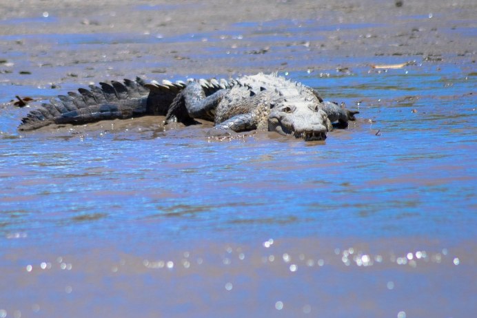 Морской крокодил