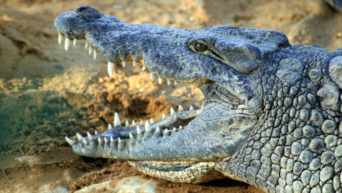 Крокодил Аллигатор Кайман Геннадий