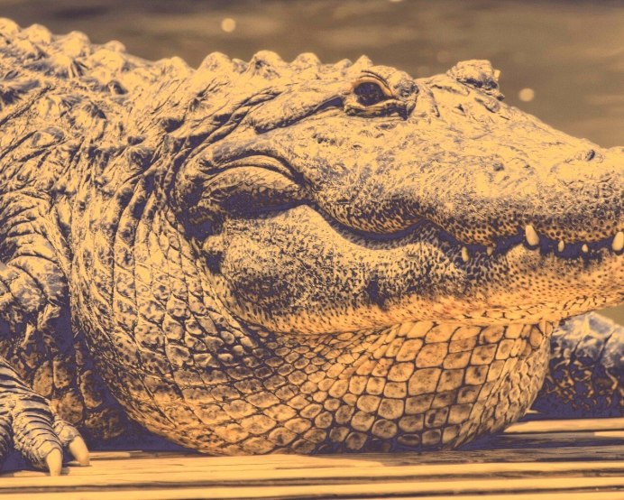 Синий крокодил игрушка