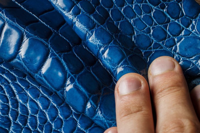 Тупомордый крокодил