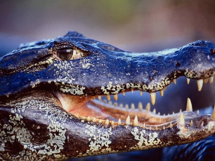 Безобидные крокодилы