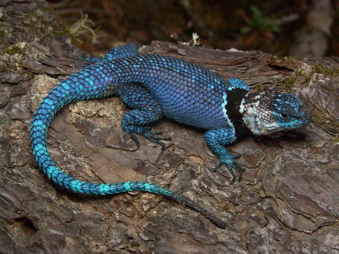 Острорылый крокодил