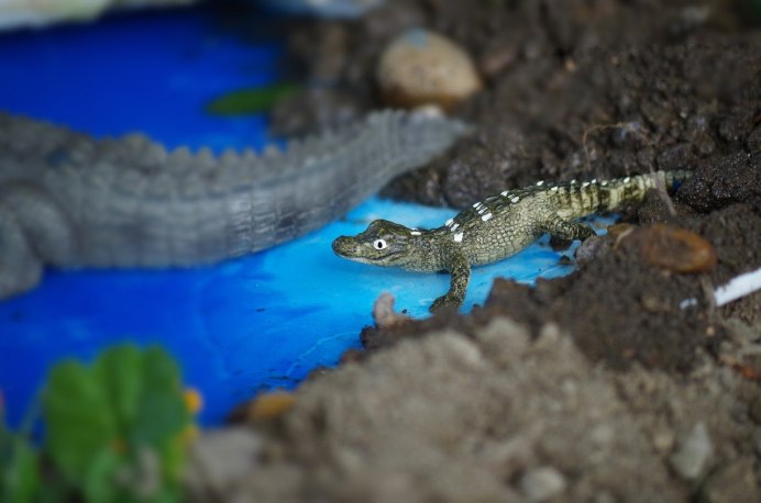 Alligator vs Crocodile
