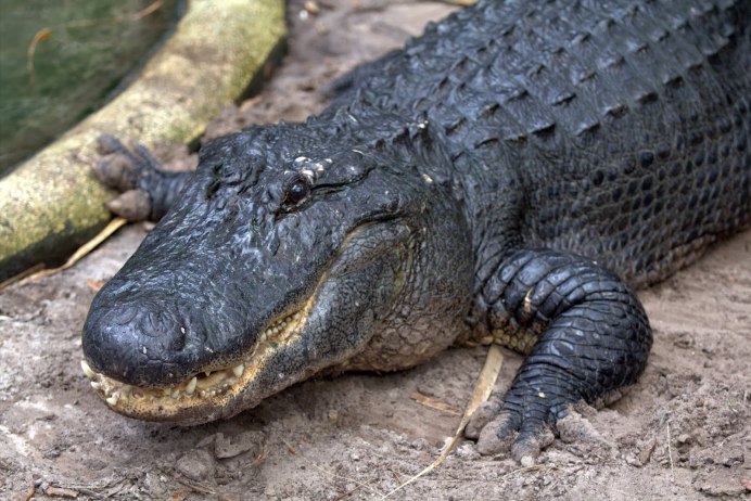 Крокодил улыбается