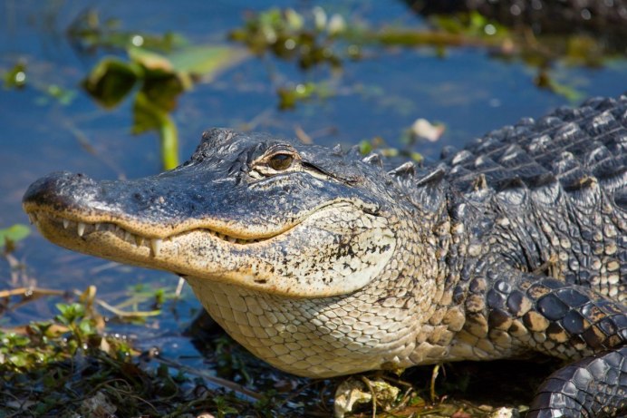 Маленький синий Крокодильчик