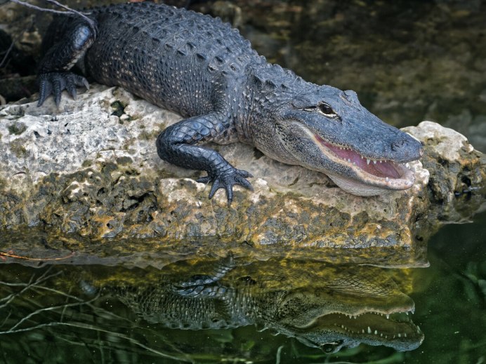Гребнистый крокодил Рамри