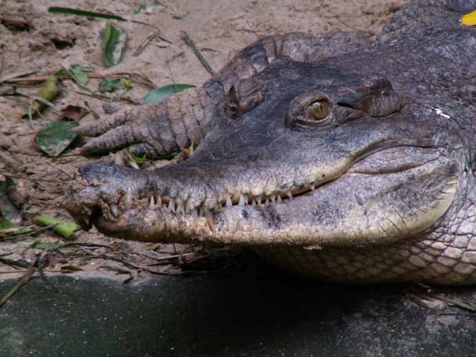 Голубой Нильский крокодил