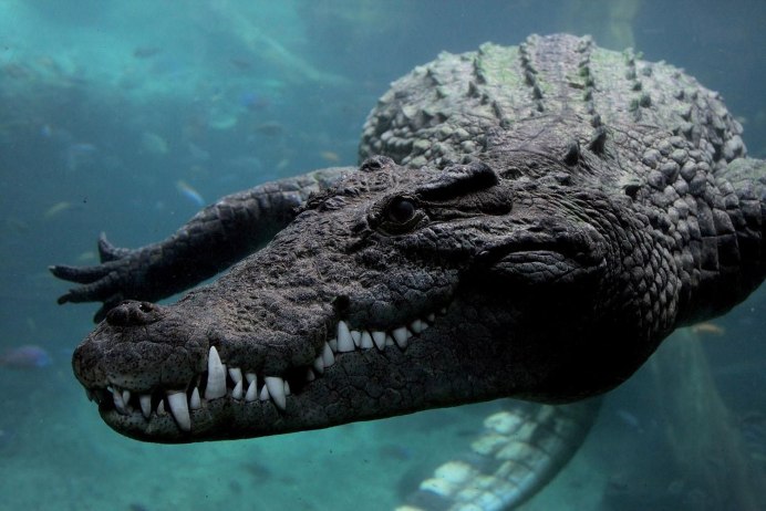 Морской гребнистый крокодил