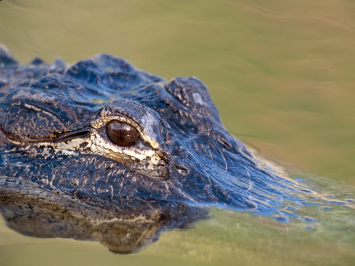 Мадра Аллигатор