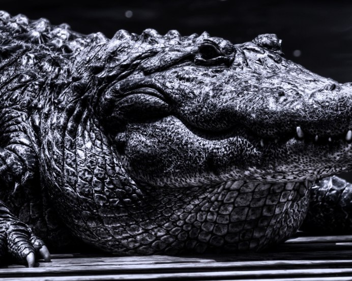 Радужный крокодил