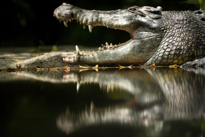 Крокодил из ткани