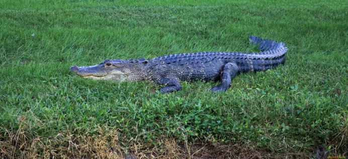 Синий крокодил