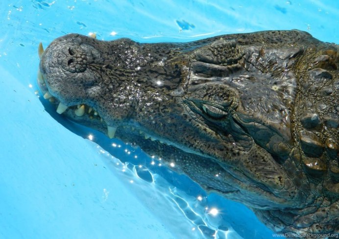 Синий крокодил