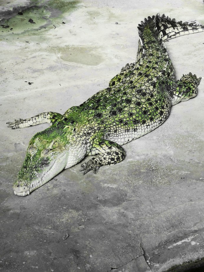 Синий крокодил 2022