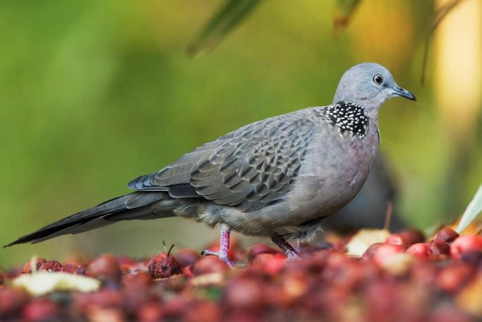 Кольчатая Горлица Streptopelia decaocto