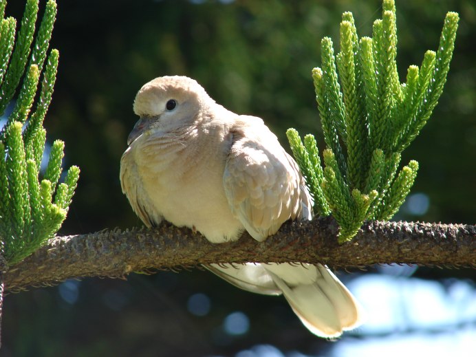Qumri Bird
