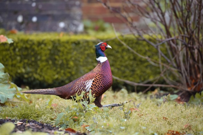 Золотоголовый фазан