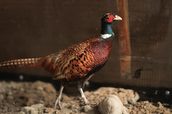 Фазан и фазанята