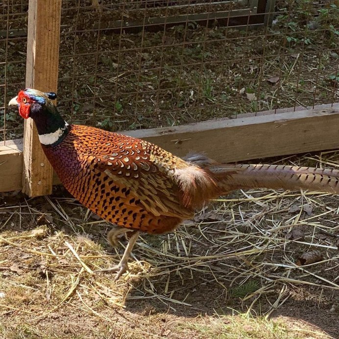 Королевский алмазный фазан