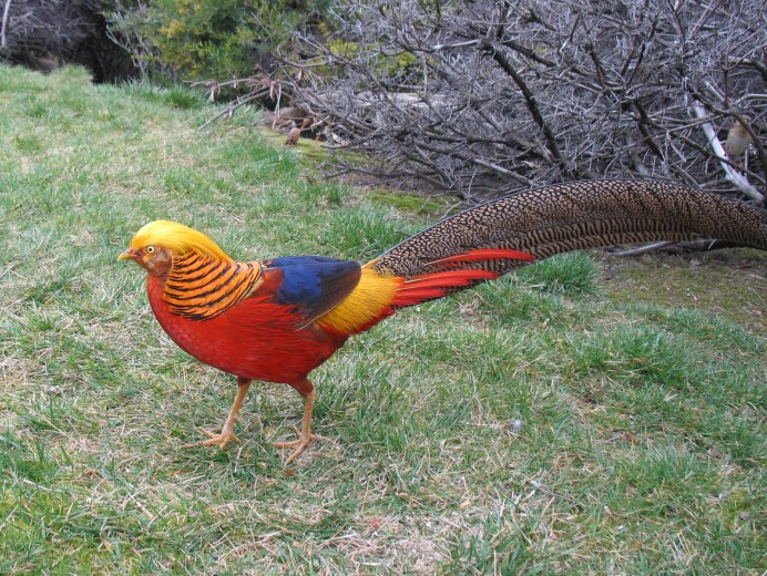 Зеленый фазан Кидзи