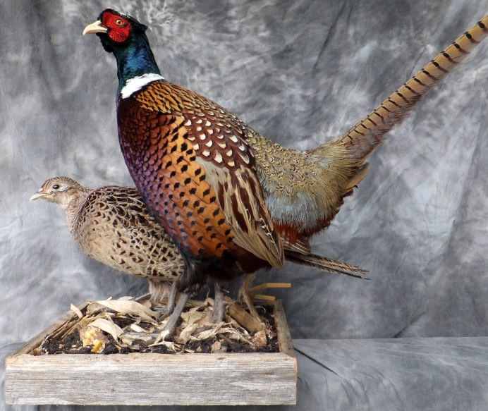 Фазан бройлерный