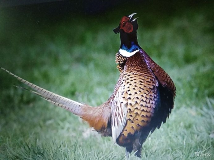Королевский серебристый фазан
