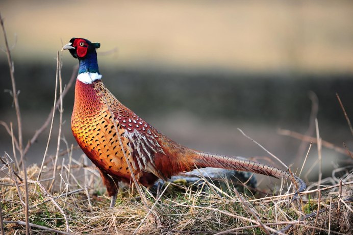 Фазан леди Амхерст