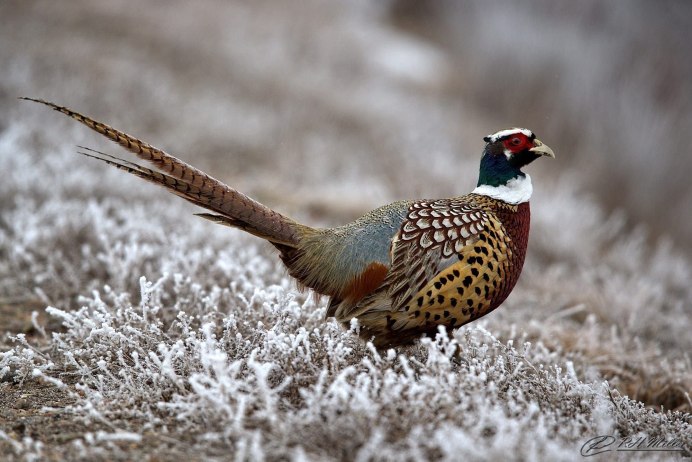 Борнейский павлиний фазан