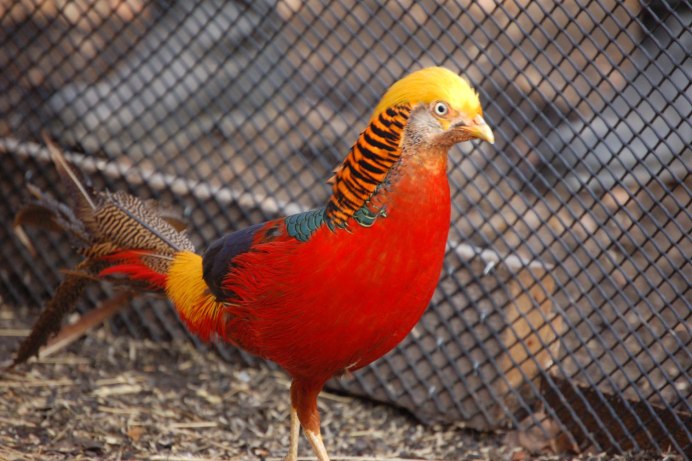 Фазан коричневый