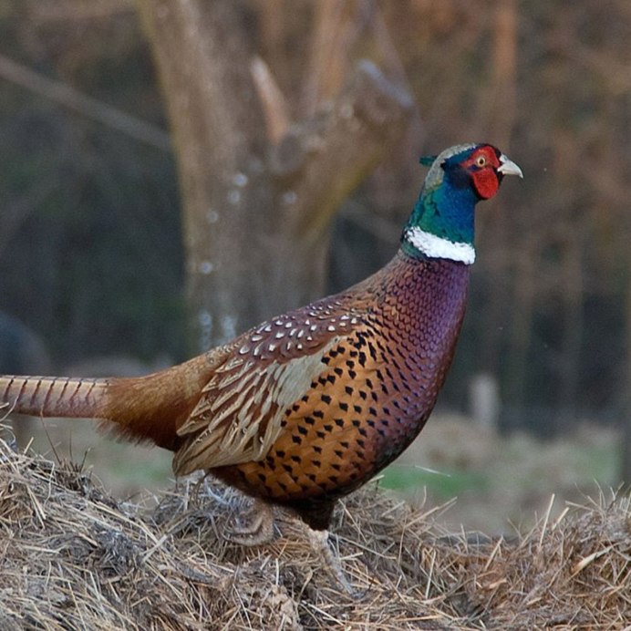 Фазан Арлекино