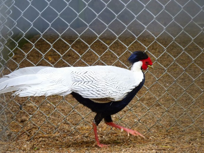 Королевский серебристый фазан