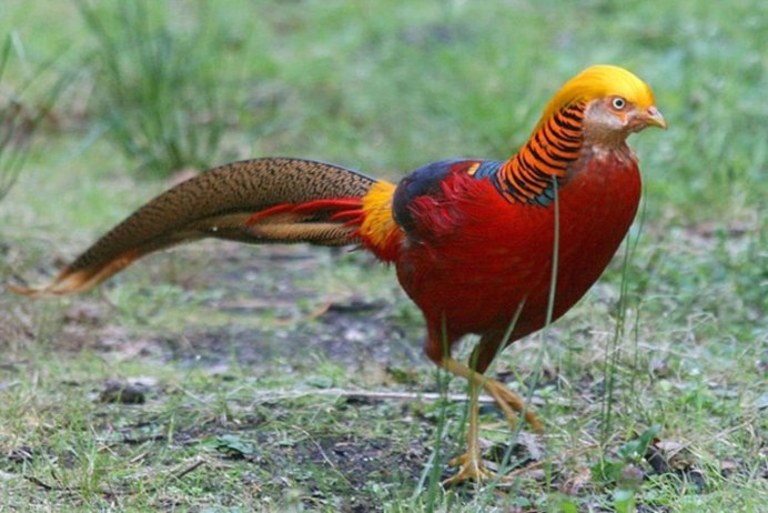 Фазан в Башкирии