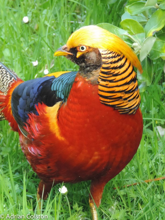 Уссурийский фазан