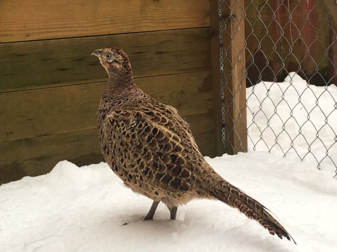 Фазан курица