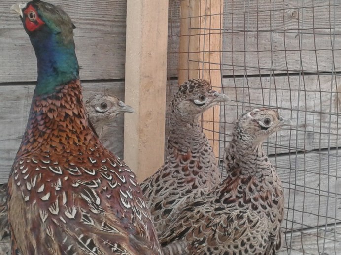 Фазан Мещера свайно