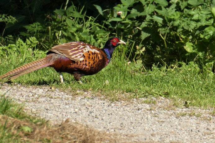Северокавказский фазан самка