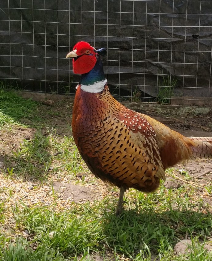 Фазан охотничий обыкновенный