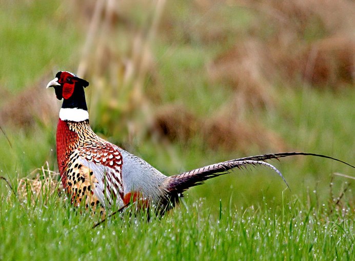 Пёстрый фазан Микадо