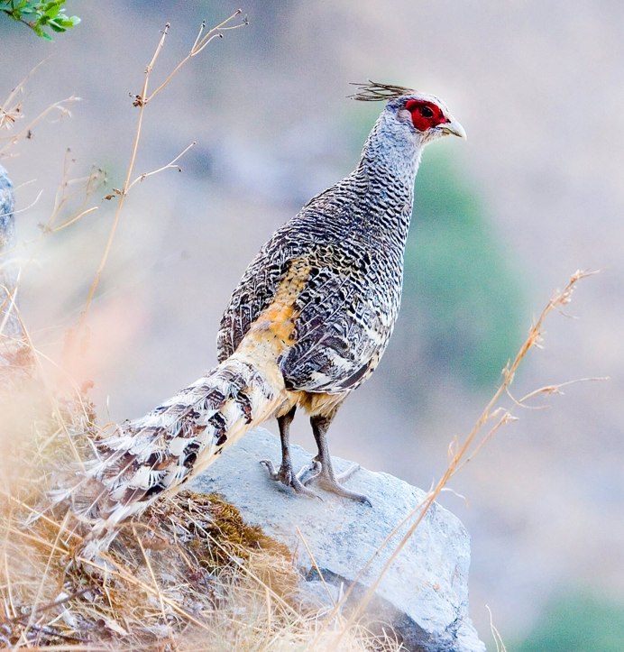 Северокавказский фазан