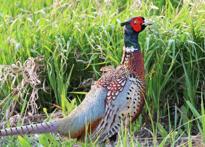 Золотой фазан порода