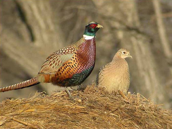 Северокавказский фазан