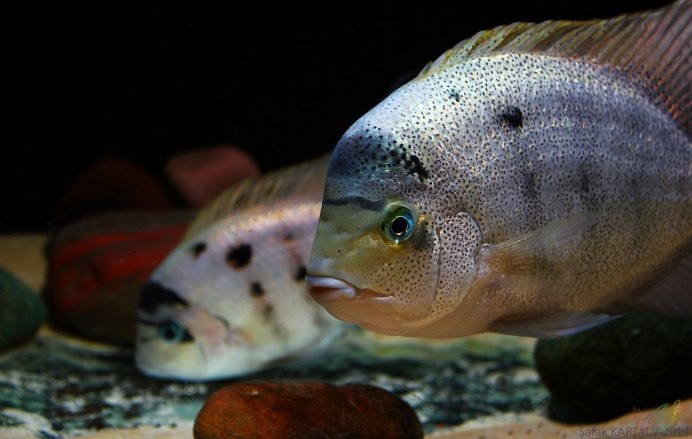 Цихлида Аргентия