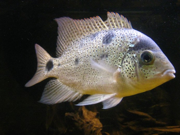 Цихлазома Вьеха серебряная