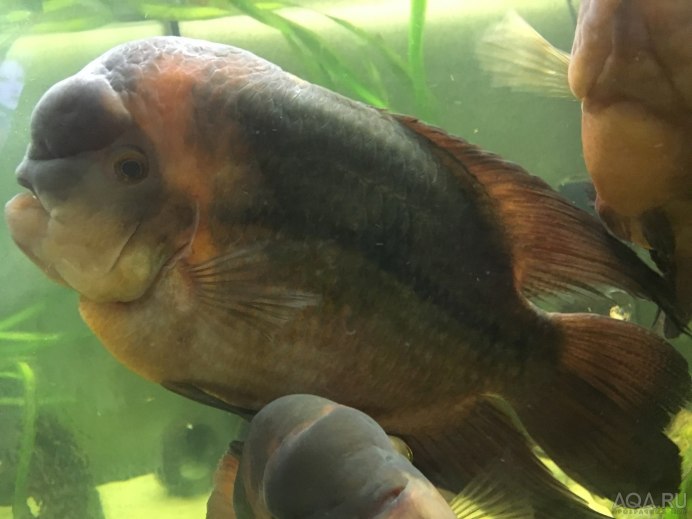 Винная цихлазома Вьеха