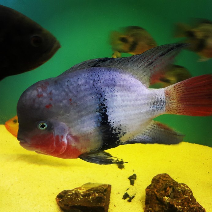 Красногорлая цихлазома