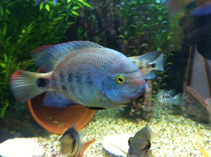 Красноголовая цихлазома