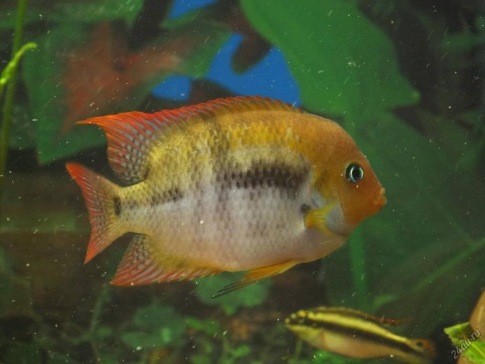 Цихлазома Сэджика