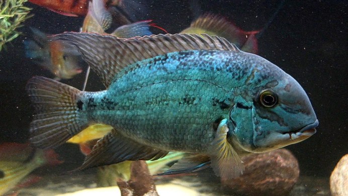 Пситтакус Хоплархус